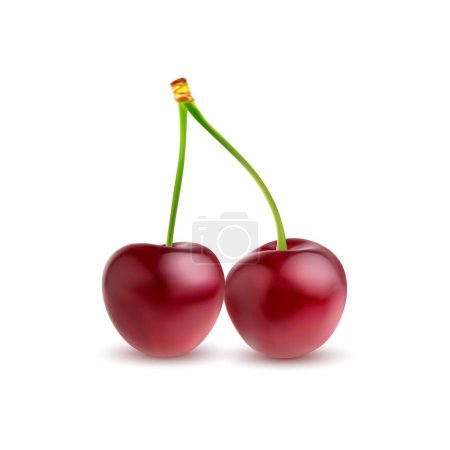 Illustration for Raw realistic cherry, ripe cherry berries on stem, isolated vector 3D. Fresh ripe two cherries on green stem for natural juice or fruity jam package and organic berry food product - Royalty Free Image