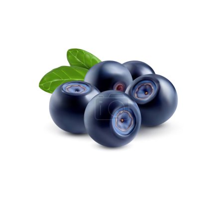 Roh realistische Blaubeeren, reife Beerenfrüchte mit Blättern in Makro-Nahaufnahme, isolierter Vektor 3D. Frische reife Blaubeeren für natürlichen Saft oder fruchtige Marmelade und Bio-Beerenprodukte