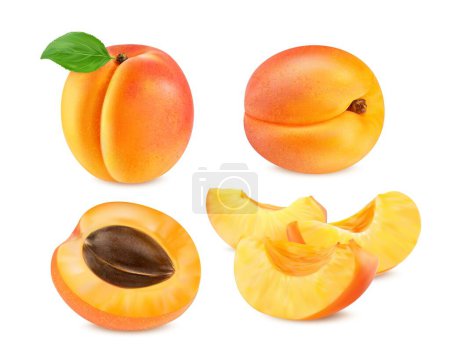 Realistisch reife rohe Aprikosenfrüchte, isoliert ganz, halbiert und in Scheiben geschnitten, Vektornahrung. Frische Aprikosenfrüchte in Stücke geschnitten oder ganz mit Blatt und Samen für Saft oder Marmelade und Bioproduktverpackung