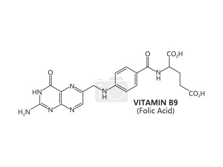 Ilustración de La vitamina b9, o ácido fólico, tiene una fórmula molecular c19h19n7o6. Su estructura incluye un anillo de pteridina, ácido para-aminobenzoico y un residuo de ácido glutámico. Estructura o esquema químico vectorial - Imagen libre de derechos