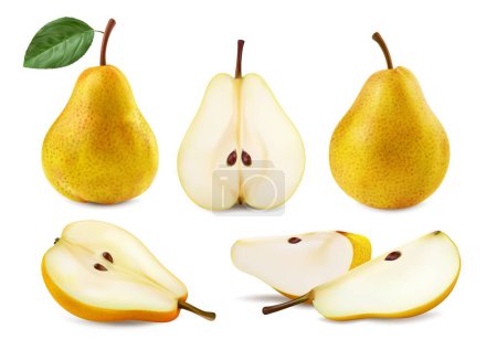 Illustration for Realistic ripe raw yellow pear fruit, isolated whole and half, quarter and slice, vector food. Fresh pear fruit cut in section or whole with leaf for juice or jam and organic food product package - Royalty Free Image