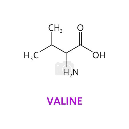 La valina, un aminoácido esencial, tiene una cadena lateral alifática ramificada. El esquema científico vectorial o estructura molecular incluye un átomo central de carbono unido a grupos de hidrógeno, metilo y amino