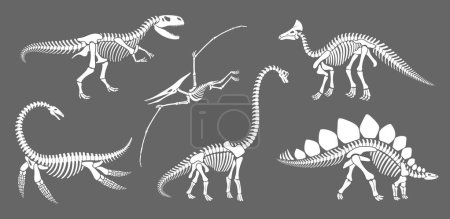 Illustration for Dinosaur skeleton fossil, dino reptile animal silhouettes. Vector brachiosaurus, stegosaurus, olorotitan, tyrannosaur or trex, elasmosaurus and pterodactyl white ancient reptilian remnant contours set - Royalty Free Image