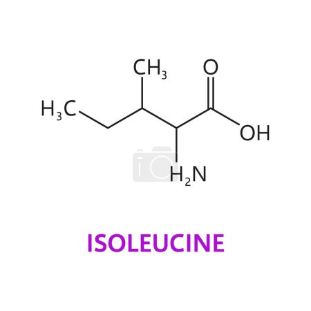 Illustration for Isoleucine amino acid chemical molecules, essential chain structure. Isolated vector Isoleucine formula c6h13no2, featuring branched-chain structure crucial for protein synthesis and muscle metabolism - Royalty Free Image