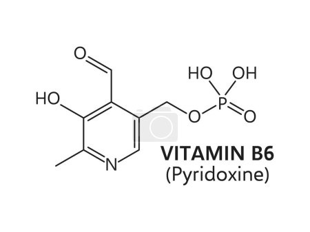 Illustration for Vitamin B6 formula. Thin line chemical structure of pyridoxine, pyridoxamine or pyridoxal, vector food supplement, chemistry science and medicine. Vitamin B6 essential nutrient structural formula - Royalty Free Image