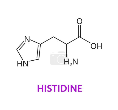 Molécula química de aminoácidos de la histidina, fórmula molecular y estructura de la cadena, icono vectorial. Histidina aminoácido esencial estructura molecular y fórmula de cadena para la medicina y farmacia de la salud