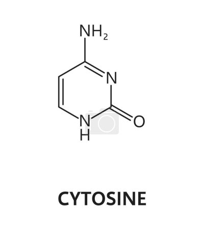 Acide nucléique cytosine, base azotée, azote et formule hydrogène. ADN molécule de base azotée, azote et hydrogène biologie science formule ou acide nucléique structure moléculaire vectorielle