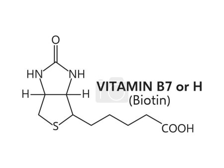 Illustration for Vitamin b7 or biotin molecular formula c10h16n2o3s. Vector structure or scheme includes a sulfur-containing ring and is crucial for metabolic processes and maintaining healthy skin, hair, and nails - Royalty Free Image