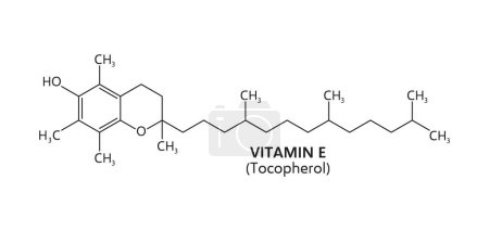 Illustration for Vitamin E formula, line chemical structure of tocopherol molecular compounds. Vector chemistry, medicine and pharmacology science education, vitamin E fat soluble antioxidant structural formula - Royalty Free Image