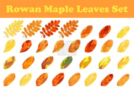 Autumn Rowan leaf Set. Caída de la hoja. Ilustración vectorial.