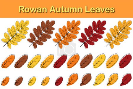 Conjunto de hojas de otoño Rowan. Las hojas se caen. Ilustración vectorial.