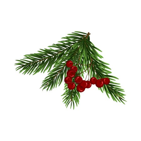Illustration for Christmas fir tree branch. Christmas tree branch with holly berries on a white background. Festive design for the winter holidays, events, discounts, and sales. Vector illustration. - Royalty Free Image