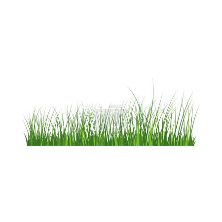 Grüner Grasrand. Hohe grüne frisches Gras isolierte Illustration.