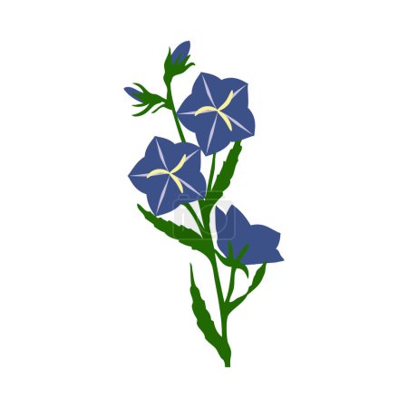 Bell flower. Beautiful flower for making summer and spring meadow  designs. Vector illustration.