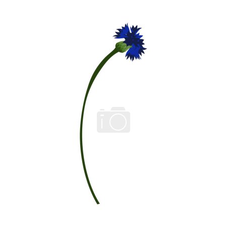 Meadow cornflower flower. Beautiful flower for making summer and spring meadow  designs. Vector illustration.