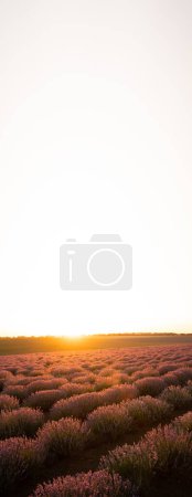 Téléchargez les photos : Beautiful lavender field. Summer sunset landscape, horizon with sunburst. Copy space. Vertical banner - en image libre de droit