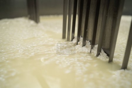 Process of producing different varieties of cheese in industry, cutting the curds and whey in tank at cheese factory, macro view. Cheese making as a business