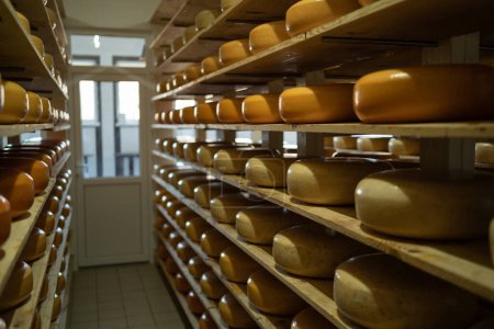 Téléchargez les photos : Étagères en bois avec des meules de fromage vieillissant dans un entrepôt de fromage. Magasin à l'usine de lait. Usine laitière. Industrie alimentaire. Espace de copie - en image libre de droit