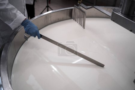 Photo for Cheese production plant female worker at a tank full with fermenting milk, top view. Copy space - Royalty Free Image