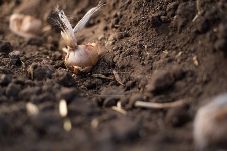 Foto de Bulbos de cocodrilo en el suelo. Plantando azafrán otoñal. Primer plano. - Imagen libre de derechos