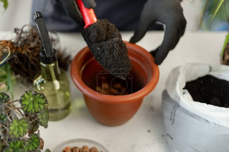 Photo for Spring houseplant care, repotting houseplants. Man is transplanting plant into new pot. Male gardener transplanting plant at home, close-up - Royalty Free Image