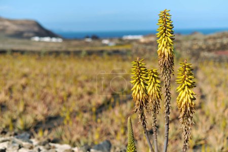 Foto de Landscape of blooming flowering succulent plants of aloe in the Lanzarote Island during sunny day. Spanish island of Canary Islands in Atlantic Ocean. Spain - Imagen libre de derechos