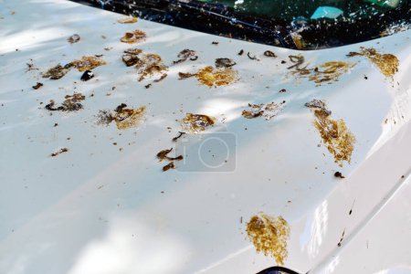 Photo for Dirty hood of white car outdoors - Royalty Free Image