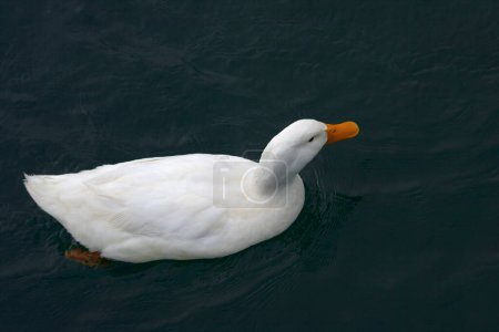 Photo for Single white duck with orange beak swimming on dark water. - Royalty Free Image