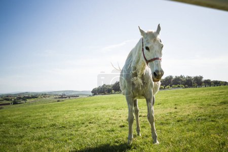 Photo for Beautiful white horse standing in a green field under a blue sky with clouds. - Royalty Free Image