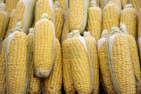 Photo for Collection of fresh corn ears. - Royalty Free Image