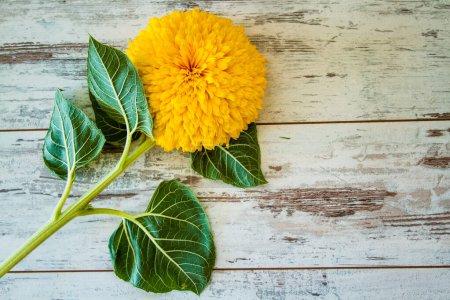 Photo for Bright yellow flower with green leaves on a textured wooden surface. - Royalty Free Image