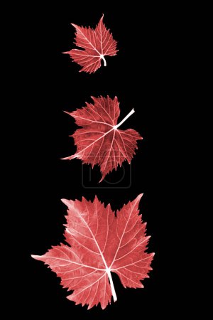 Photo for Different sized red grape leaves displayed against a black background. - Royalty Free Image