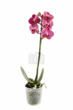 Photo for Pink orchid plant in bloom against a stark white background. - Royalty Free Image