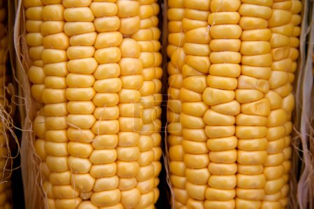 Photo for Close up  of a corn ear with plump yellow kernels. - Royalty Free Image