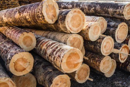 Photo for Pile of freshly cut logs with rough and textured bark and visible rings indicating their age and growth patterns. - Royalty Free Image