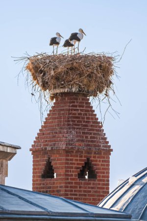 Storks standing on a large nest made of twigs and branches, situated on top of a red brick chimney.