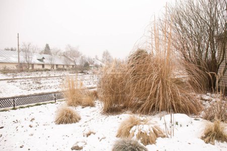 Photo for Cereal tall grasses decorate the garden in winter - Royalty Free Image