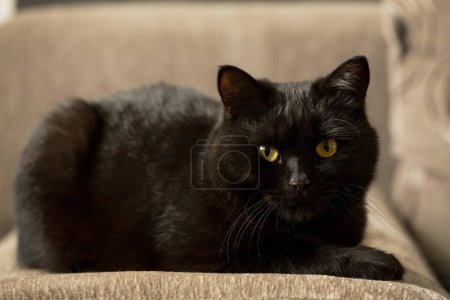 Foto de Hermoso gato negro descansando en el sofá - Imagen libre de derechos