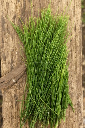Medicinal wild horsetail herb on a wooden background