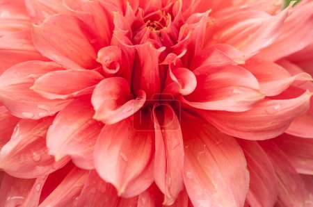 Téléchargez les photos : Macro of pink dahlia flower. Beautiful pink daisy flower with pink petals. Chrysanthemum with vibrant petals. Floral close up. Pink aesthetic. Floral pattern. Autumn garden. Romance card, layout. - en image libre de droit