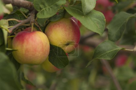 Photo for Apple trees in the garden with ripe red apples ready for harvest - Royalty Free Image