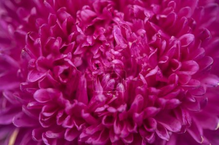 Téléchargez les photos : Close-up of a bright purple,violet,lilac dahlia bloom (formal decorative type) against a background of other dahlias and foliage,beautiful flowers,close-up,selective focus, copy space. - en image libre de droit