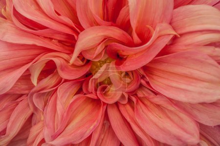 Foto de Macro of pink dahlia flower. Beautiful pink daisy flower with pink petals. Chrysanthemum with vibrant petals. Floral close up. Pink aesthetic. Floral pattern. Autumn garden. Romance card, layout. - Imagen libre de derechos