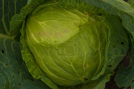 Téléchargez les photos : Background of cabbage leaves. Green juicy color of the plant. big fresh white cabbage - en image libre de droit