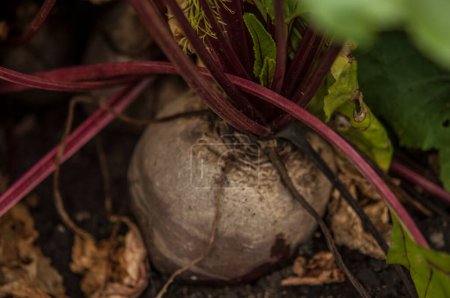 Photo for Beets growing in the ground - Royalty Free Image