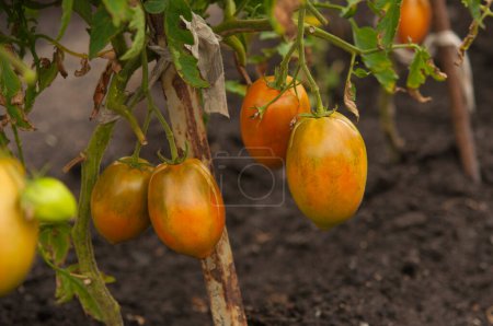 Photo for Brushes with ripe tomatoes on a branch, on a plant bush. Growing and caring for tomatoes in the garden. - Royalty Free Image