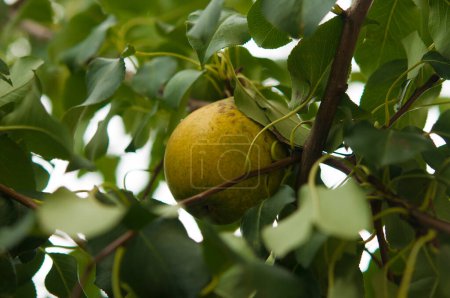 Photo for Pear tree. Ripe pears on a tree in a garden - Royalty Free Image