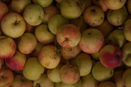 Téléchargez les photos : Les pommes remplissent une poubelle dans un verger au moment de la récolte
. - en image libre de droit