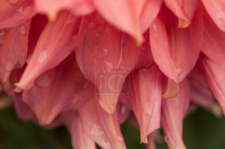Téléchargez les photos : Macro of pink dahlia flower. Beautiful pink daisy flower with pink petals. Chrysanthemum with vibrant petals. Floral close up. Pink aesthetic. Floral pattern. Autumn garden. Romance card, layout. - en image libre de droit