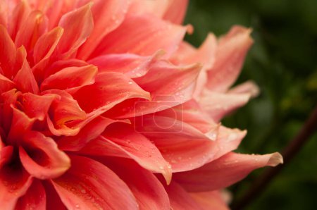 Photo for Macro of pink dahlia flower. Beautiful pink daisy flower with pink petals. Chrysanthemum with vibrant petals. Floral close up. Pink aesthetic. Floral pattern. Autumn garden. Romance card, layout. - Royalty Free Image